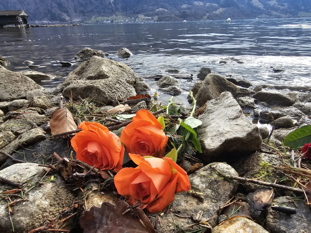 Rosen am Thunersee