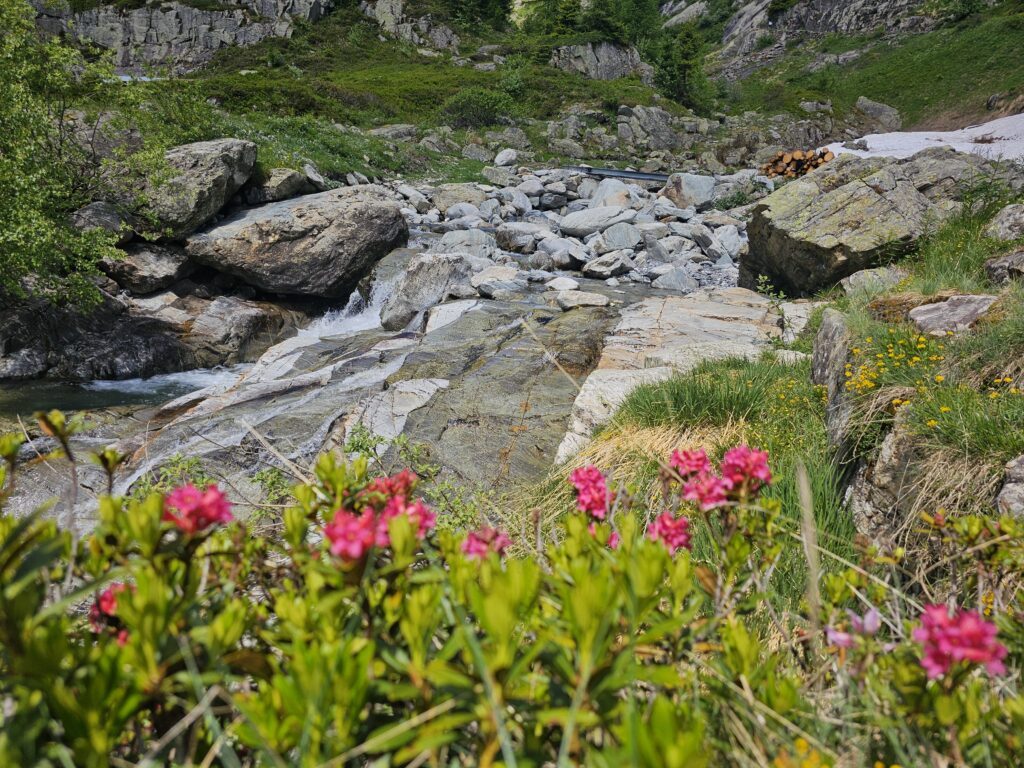 Alpenrosen an einem Bergbach
