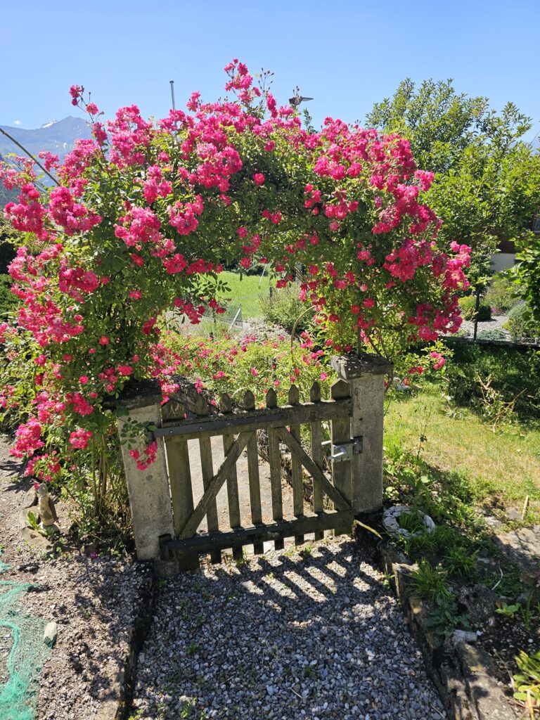 Gartentor mit Kletterrosen